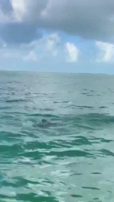 Dolphin launches fish in the air and a seabird catches it
