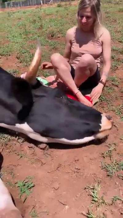 Massive Cow hangs out with humans