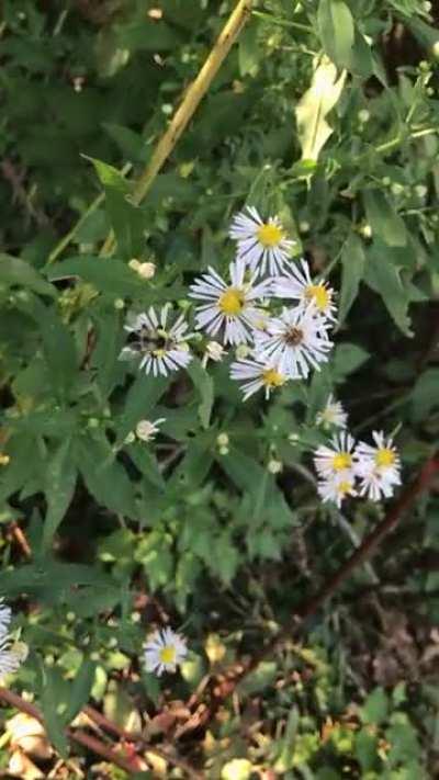 Got bored so heres a video of a bee