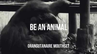 ORANGUTANAIRE MOUTHSET