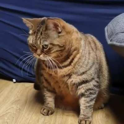 Go away. I'm too chonky to play.