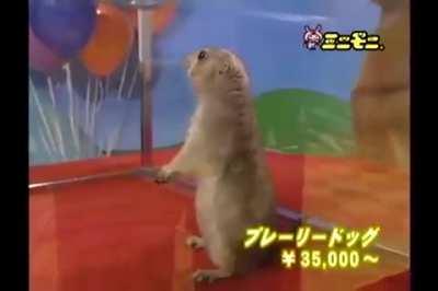 ErectCockroachCrib - Video #6719