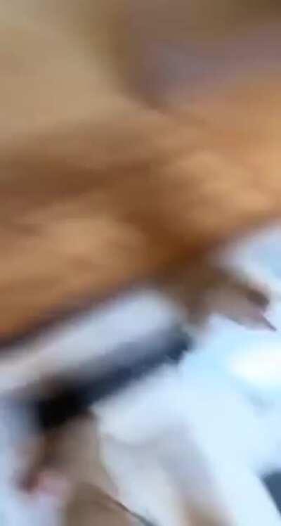 Husky teaching bulldog to howl