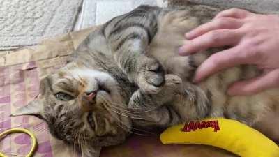 Begging for a belly rub.