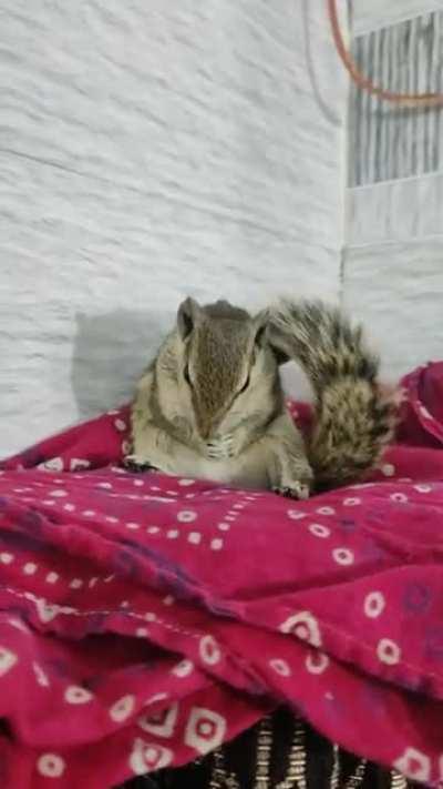 How Phat Squirrels Sit and Relax!!!