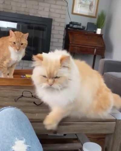 “Hey hooman…..time for food again!!!”