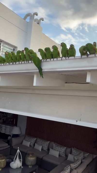 They are having a parameet 😍🐦