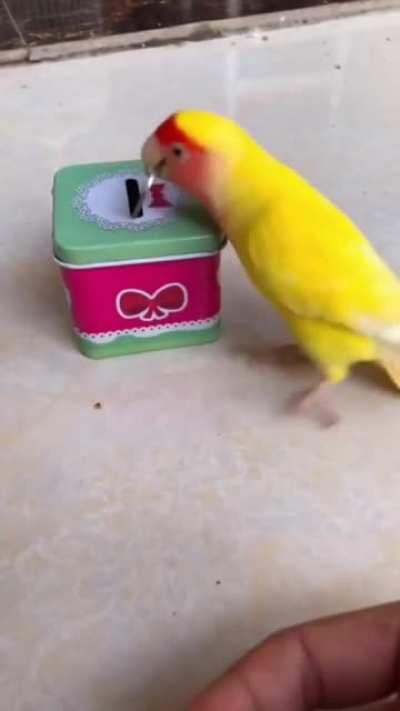 This parrot playing several games