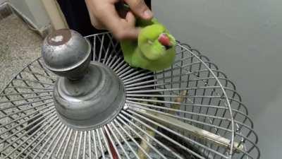 Himb loves the scritches