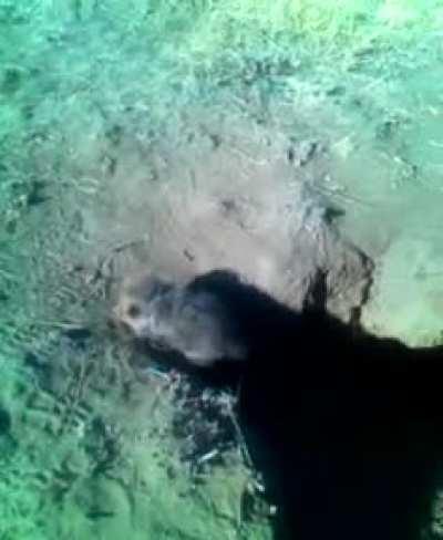 Spud's First Litter In Their Den