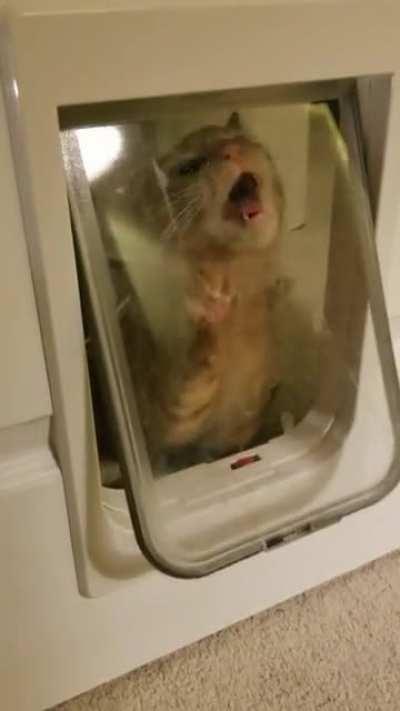 Why go through the door when you can try eating it instead?