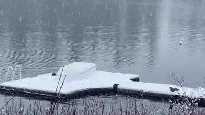 Otters playing in the snow