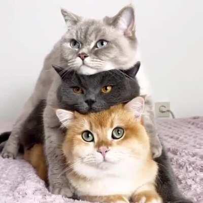 beF0rE tHe нUMaN CeNtiPeDe.,.