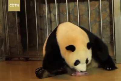 Рождение Панды