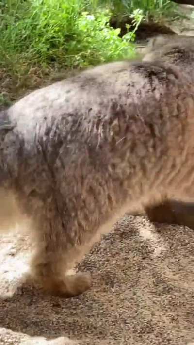Polly the Pallas Cat.