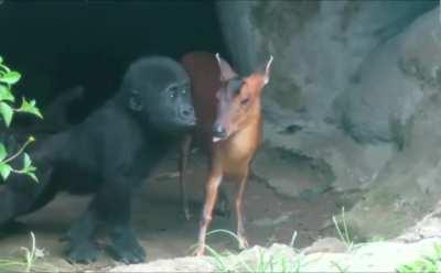 Baby gorilla interacts with infant deer