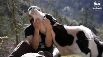 Cows Are Happiest When They Are With Their Friends