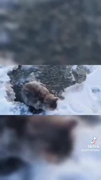 Cat trapped in a snow get rescued