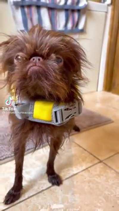 This has to be the derpiest dog on earth