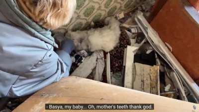 Cat saved from the ruins of bombed home