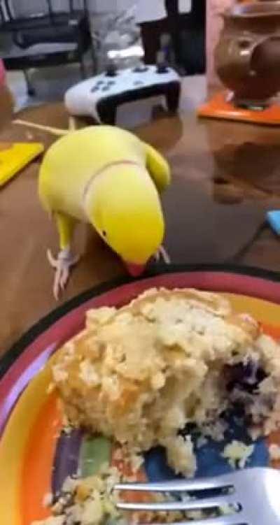HungryBirb