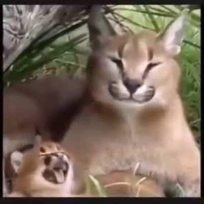 The floppa has birthed another