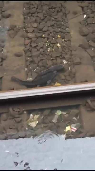 Machli is doing mujra on railway track in Mumbai...
