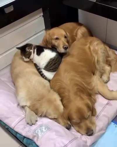 Let me share the bed too!