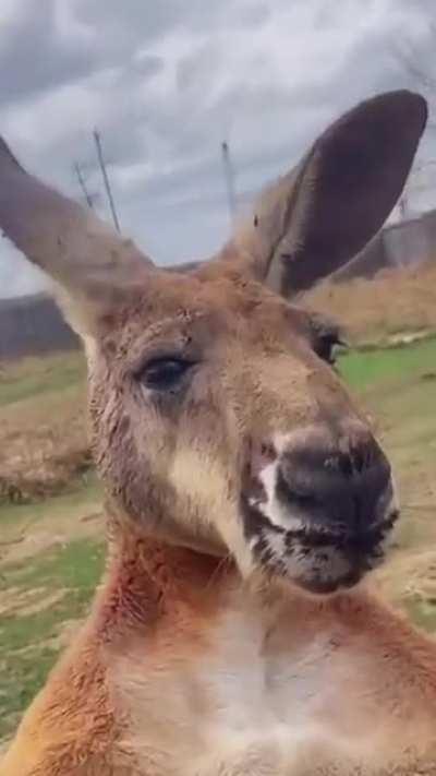 (OC) In Australia, kangaroos have abs and muscles