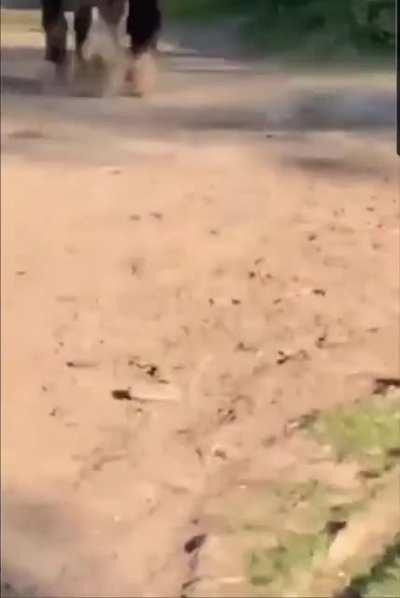 Don't mess with big hoofy bois