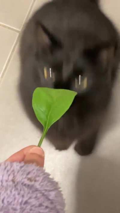 she wont even try fresh prawn but will eat a leaf of spinach 