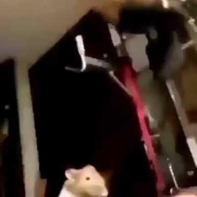 Rule #1: give hampter some love