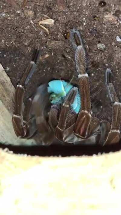 Goliath bird eater eating a snack :)
