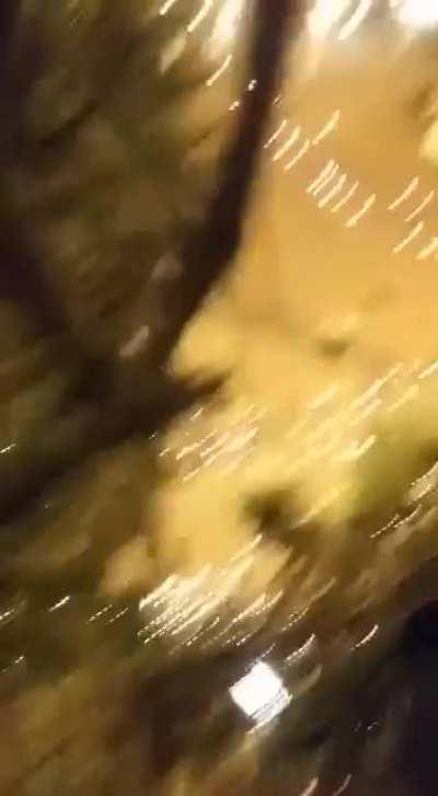 Koji od vas je ova urlajuca vjeverica u boru na trgu?