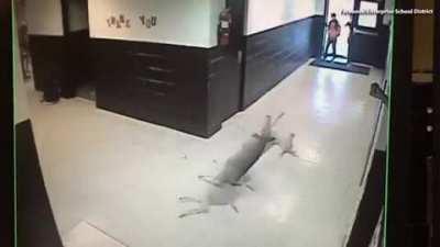 Scoozy, Coming Thru...