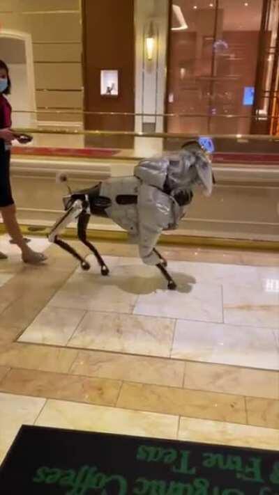 Crazy robotic dog