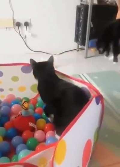 What are cats made of?