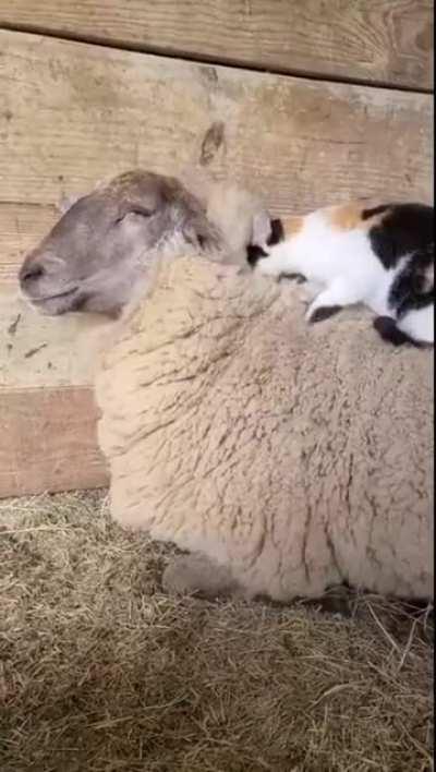 Kitty loves lambs 🥹