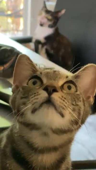 All the squeaks for a little dragonfly on the ceiling…