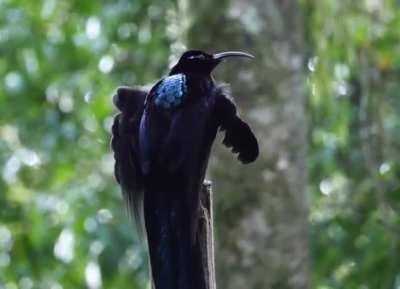 🔥 The transformation of the Black Sicklebill (wait for it)