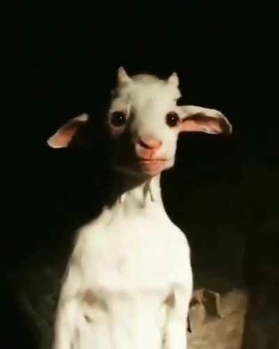 Thanks, I hate this goat