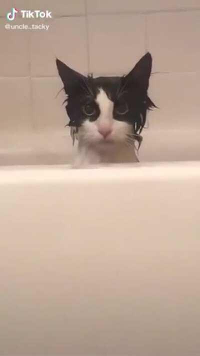 Cat’s 1000th bath...