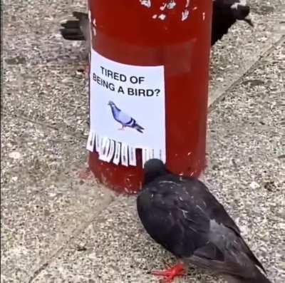 Birds are on strike 📛