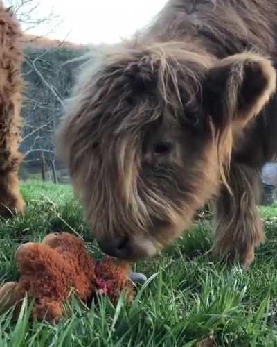 Small cows find an even smaller cow