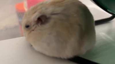 What’s this sound? My hamster started making this squeeky noise in his sleep…😭😭😭