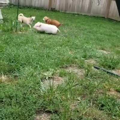 Pig playing with the dogs