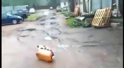 Dog's fine (memeathon reupload)