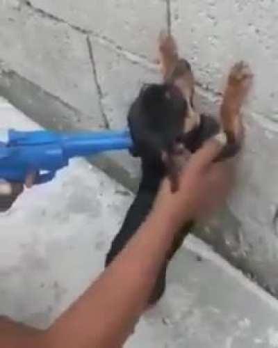 Cachorro brasileiro já sabe até a rotina.