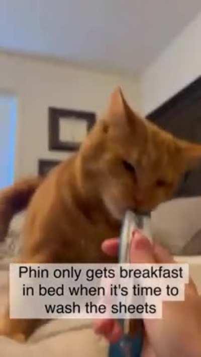 How many cells you think this got?