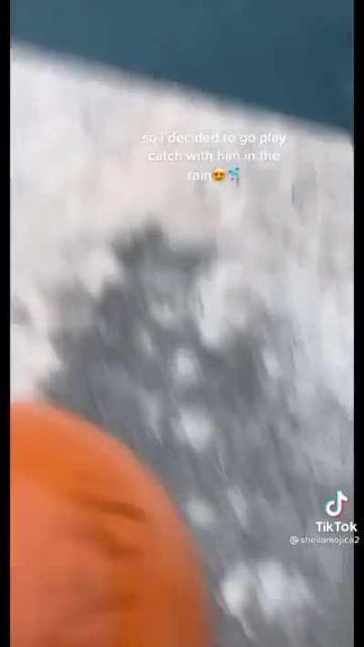 Playing catch with a friendly dolphin